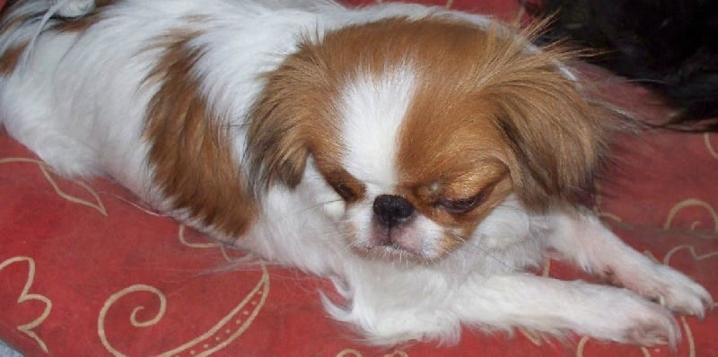 Publication : de L'Arc d'Ashérat