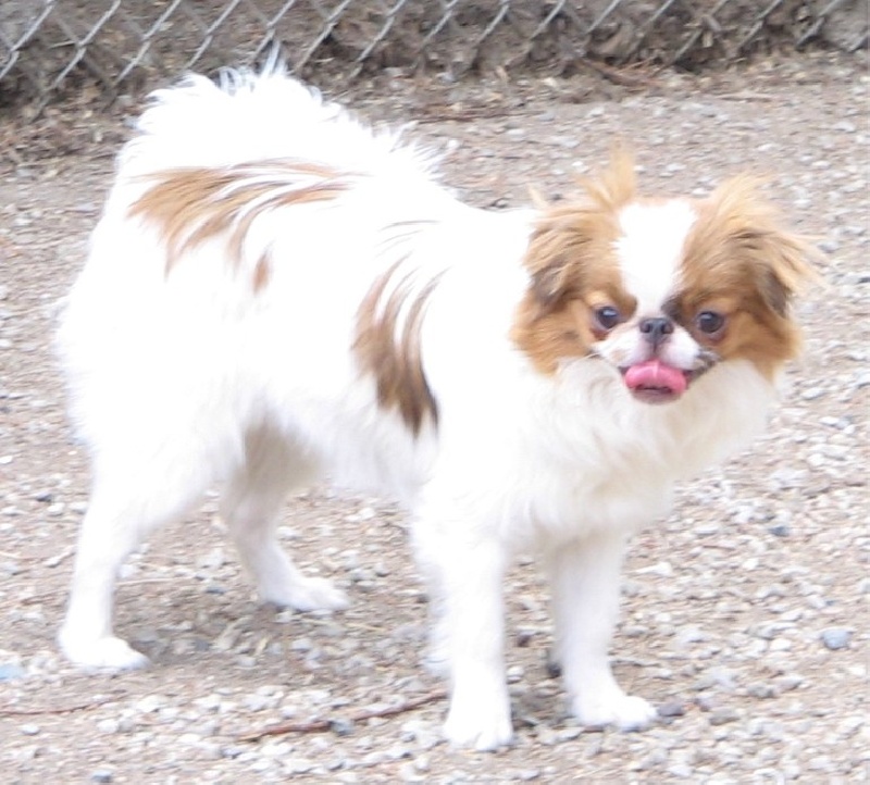 Publication : de L'Arc d'Ashérat