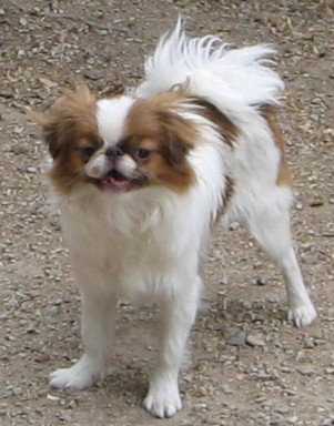 Publication : de L'Arc d'Ashérat