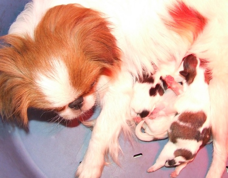 Publication : de L'Arc d'Ashérat