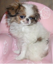 Publication : de L'Arc d'Ashérat