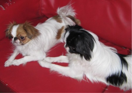 Publication : de L'Arc d'Ashérat