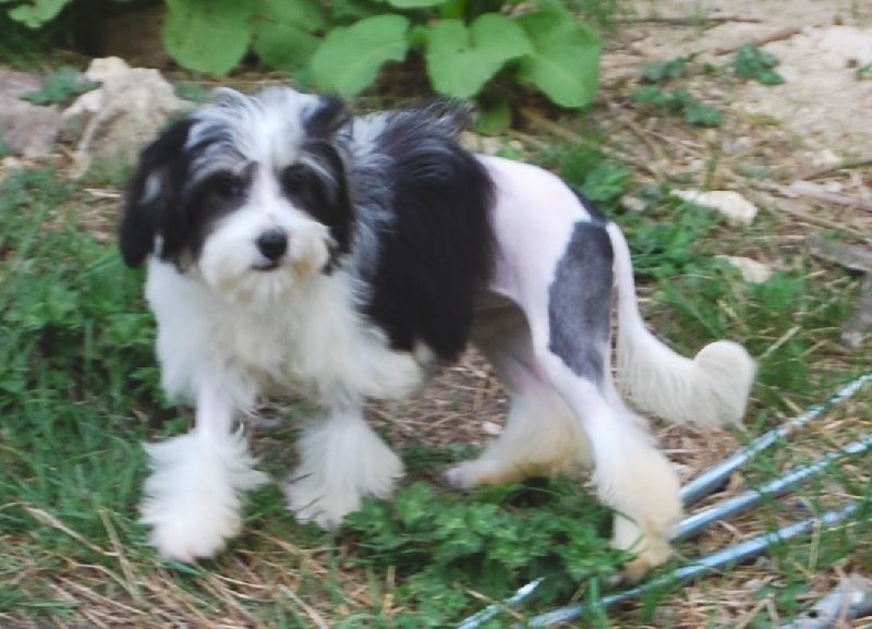 Publication : Des doux angelots