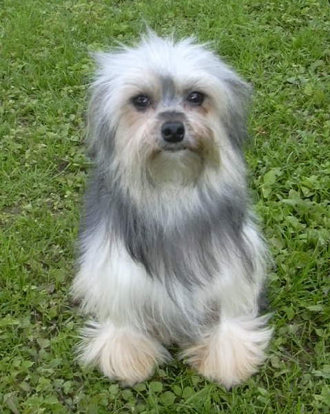 Publication : Des doux angelots