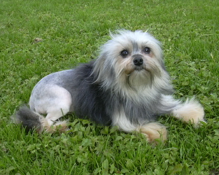 Publication : Des doux angelots