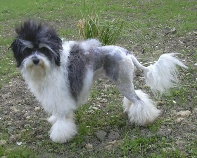 Vendredi adams Des doux angelots