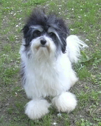 Vendredi adams Des doux angelots