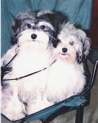 Vendredi adams Des doux angelots