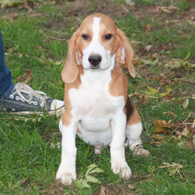 Les chiots de Beagle