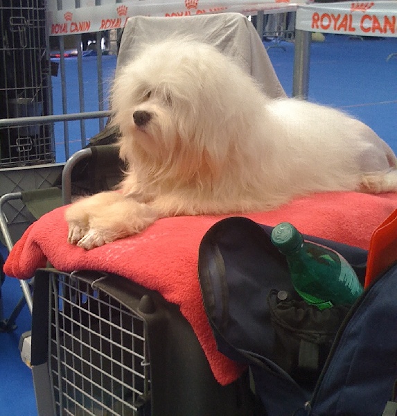 CH. Essai reussi Des doux angelots - Meilleur jeune, 1er excellent