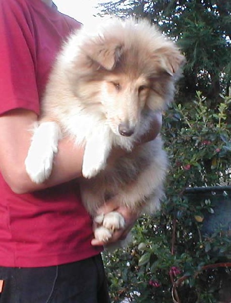 Don't get me wrong Of rhapsody land