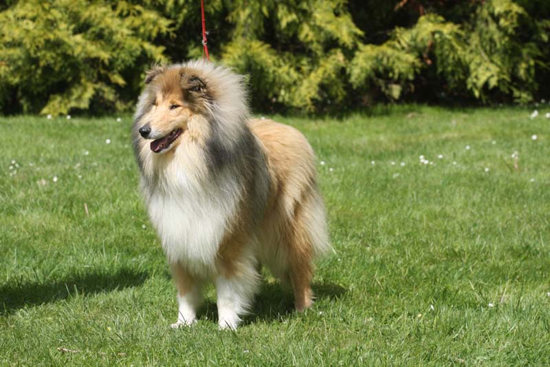 Don't get me wrong Of rhapsody land