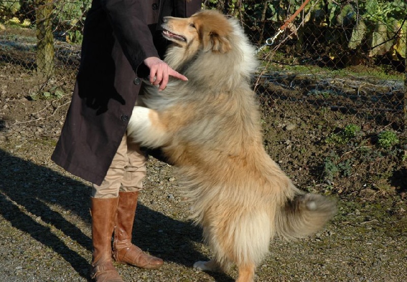 Don't get me wrong Of rhapsody land