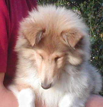 Don't get me wrong Of rhapsody land