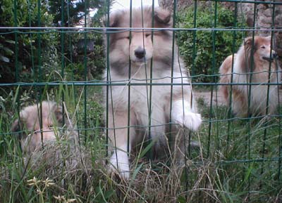 Don't get me wrong Of rhapsody land