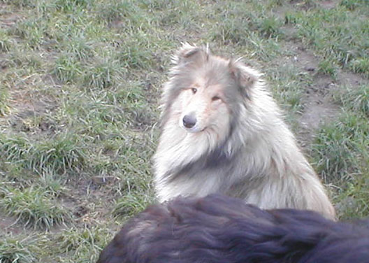 Don't get me wrong Of rhapsody land