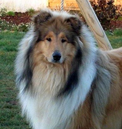 Don diego Of rhapsody land - Exc