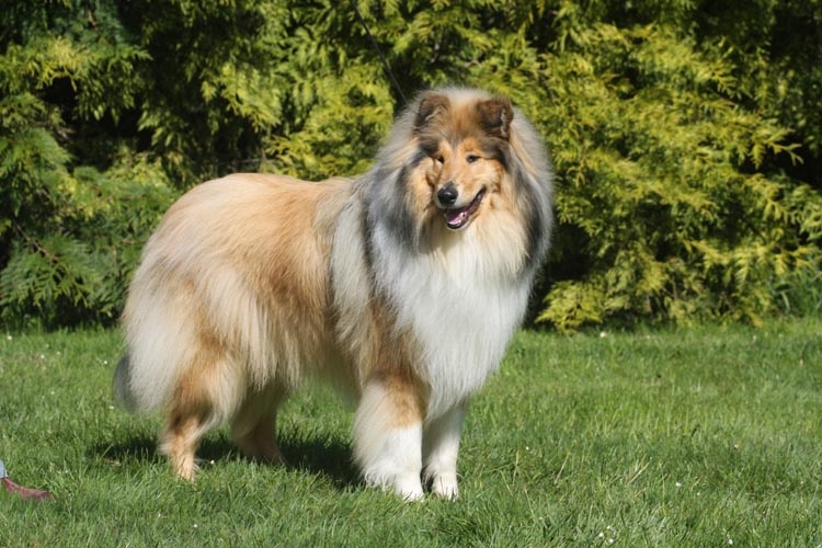 Don diego Of rhapsody land - Exc + TAN