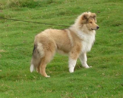 Don diego Of rhapsody land - Assez Prometteur