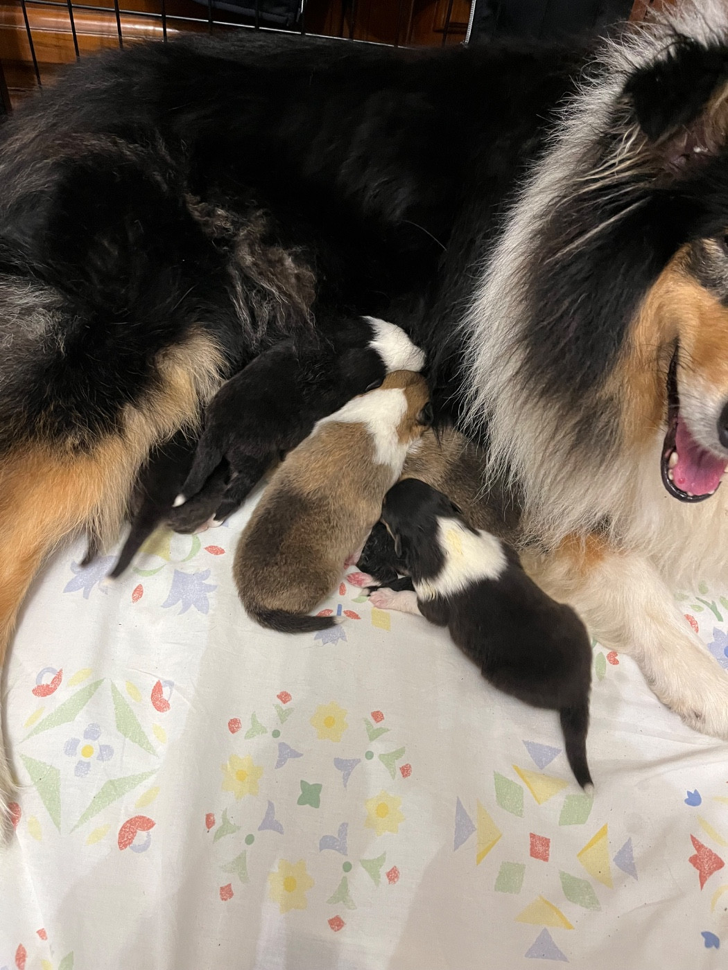 CHIOT 6 - Colley à poil long