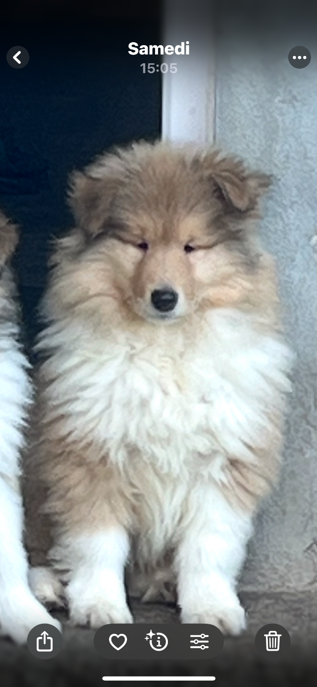 CHIOT 2 - Colley à poil long