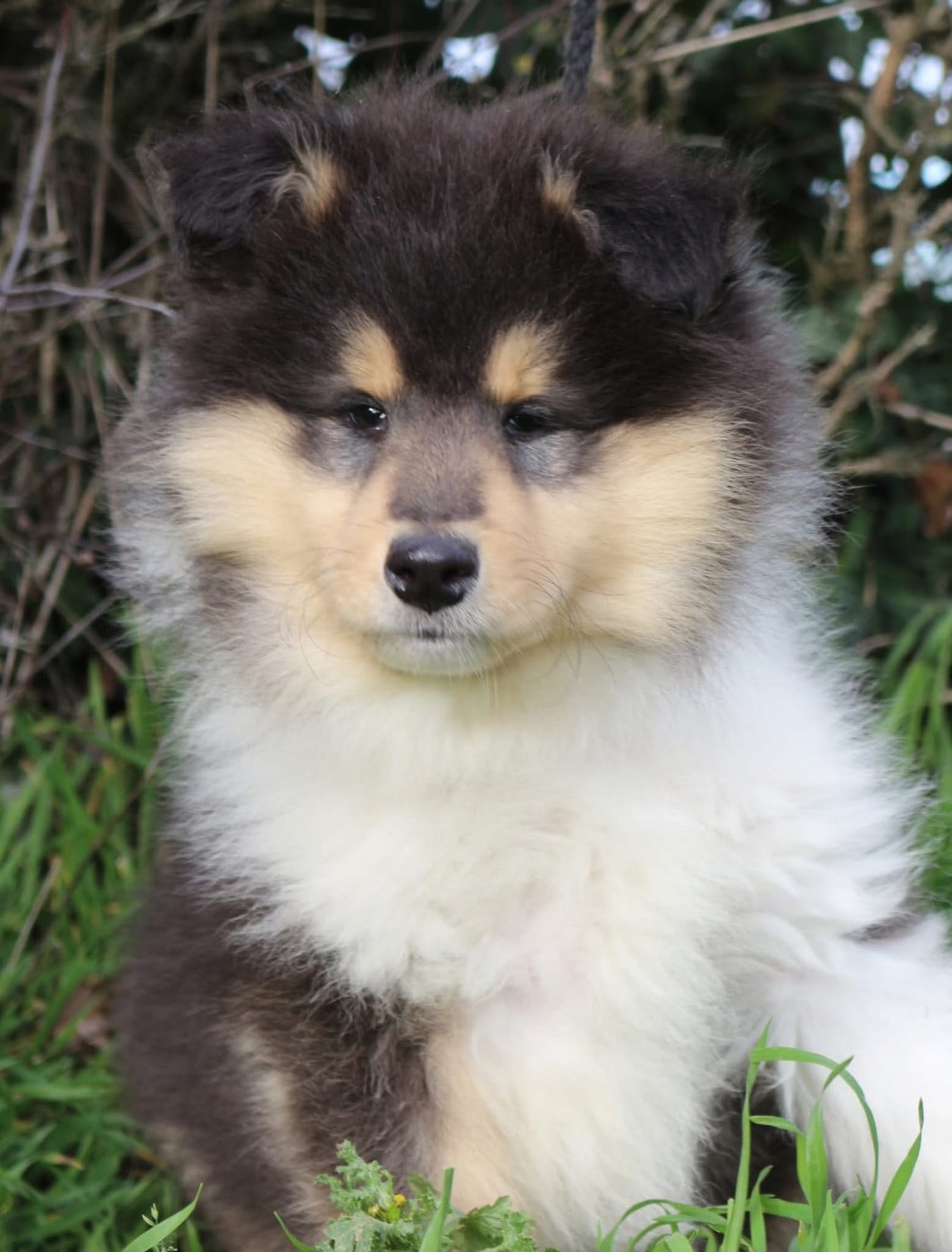 CHIOT 6 - Colley à poil long