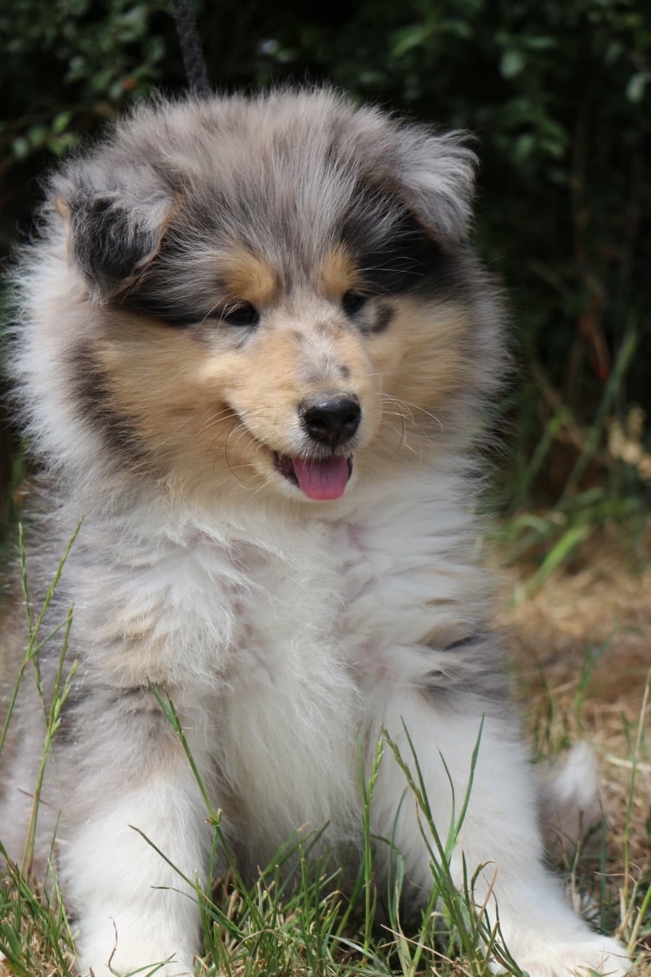 Chiot N°1