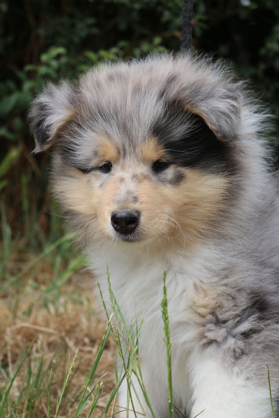 Chiot N°1