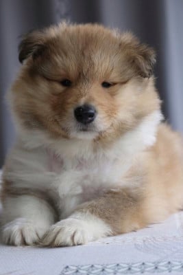 Les chiots de Colley à poil long