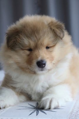 Les chiots de Colley à poil long