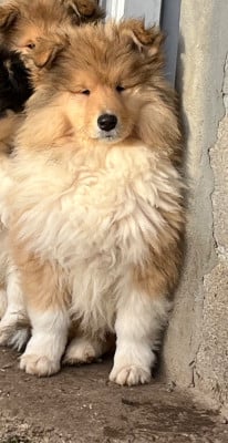 Les chiots de Colley à poil long