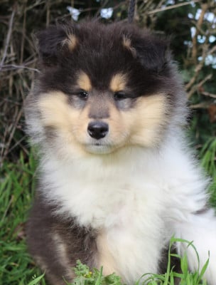 Les chiots de Colley à poil long