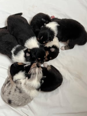 Les chiots de Colley à poil long