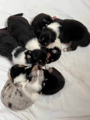 Les chiots de Colley à poil long
