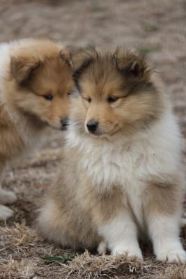 Les chiots de Colley à poil long
