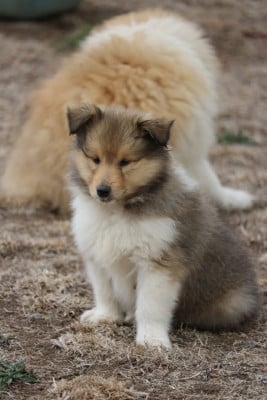 Les chiots de Colley à poil long