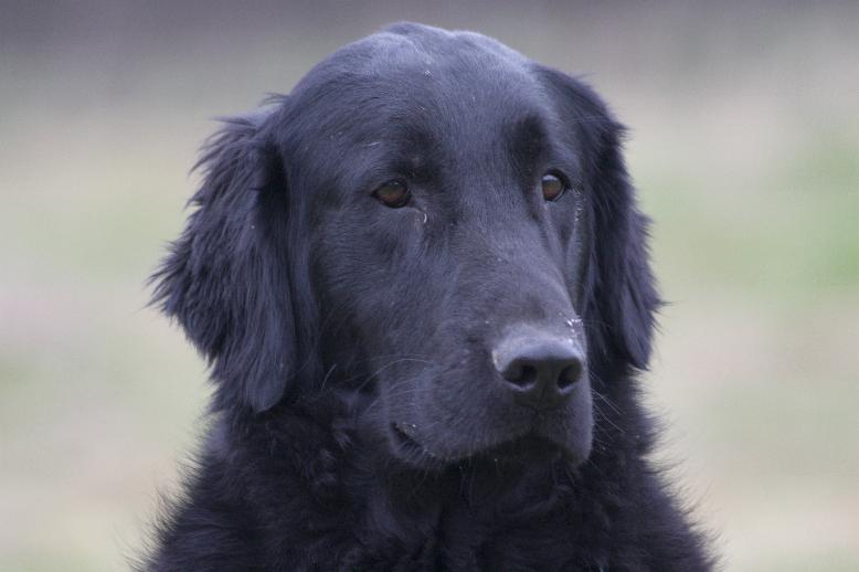 Publication : Dark devotion Auteur : Dark Devotion