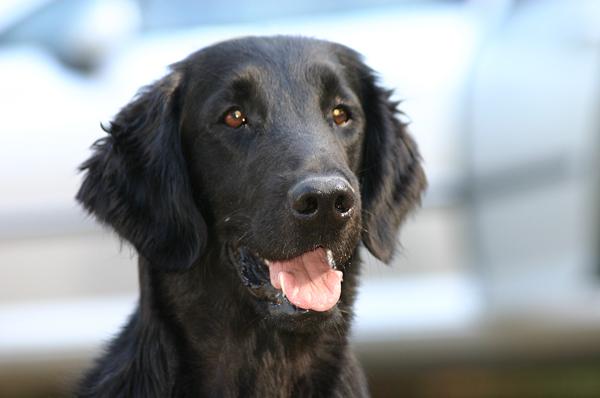 Publication : Dark devotion Auteur : Dark Devotion