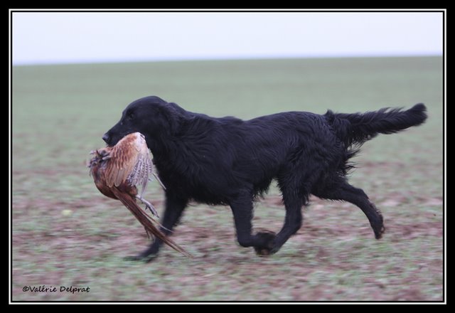 Publication : Dark devotion Auteur : Dark Devotion