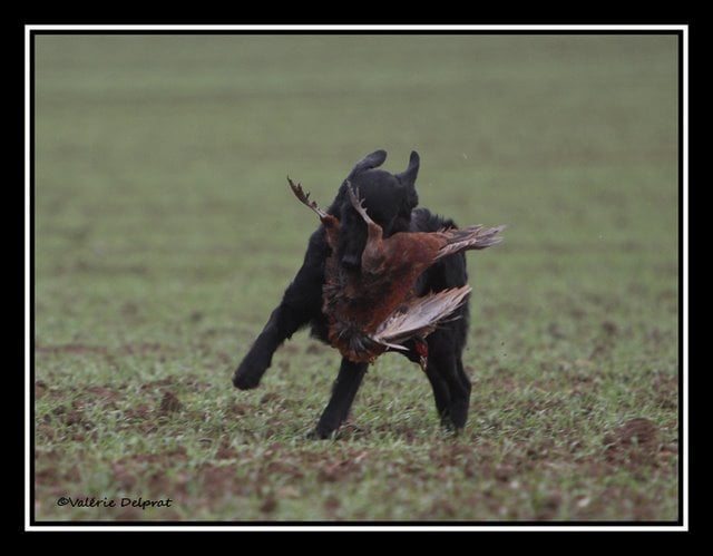 Publication : Dark devotion Auteur : Dark Devotion