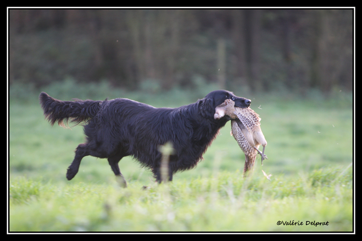 Publication : Dark devotion Auteur : Dark Devotion