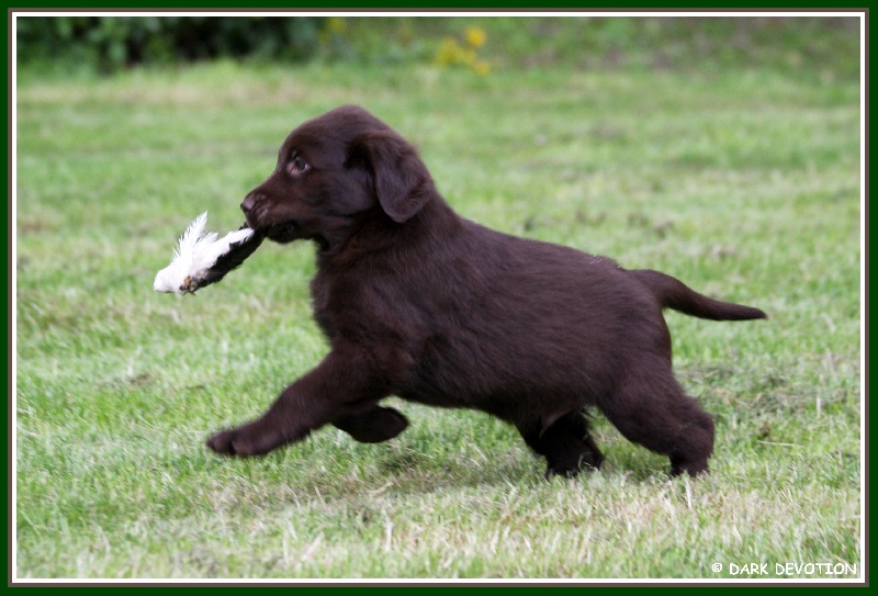 Publication : Dark devotion Auteur : Dark Devotion