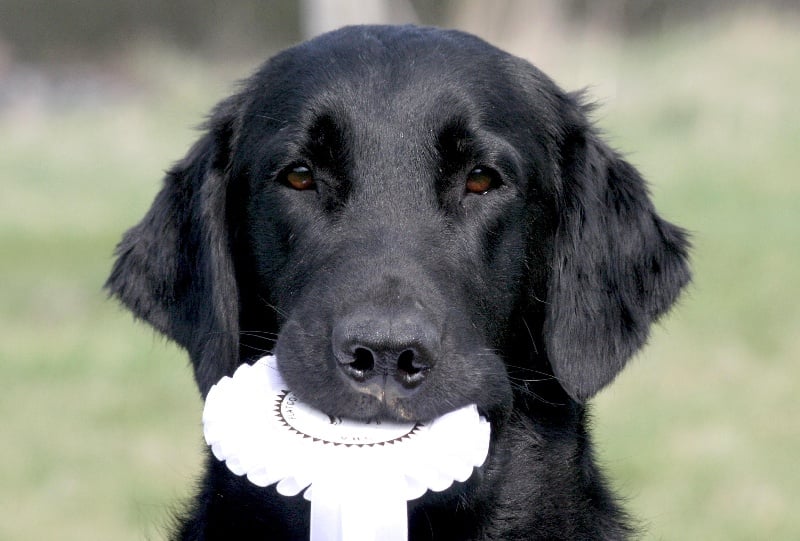 Publication : Dark devotion Auteur : Dark Devotion