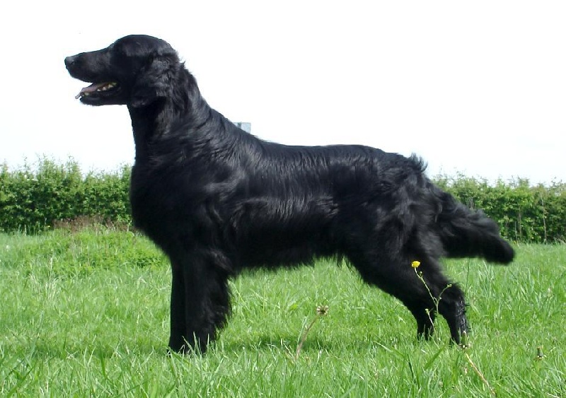 Publication : Dark devotion Auteur : Dark Devotion