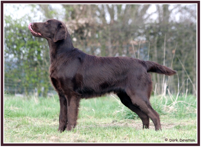 Publication : Dark devotion Auteur : Dark Devotion