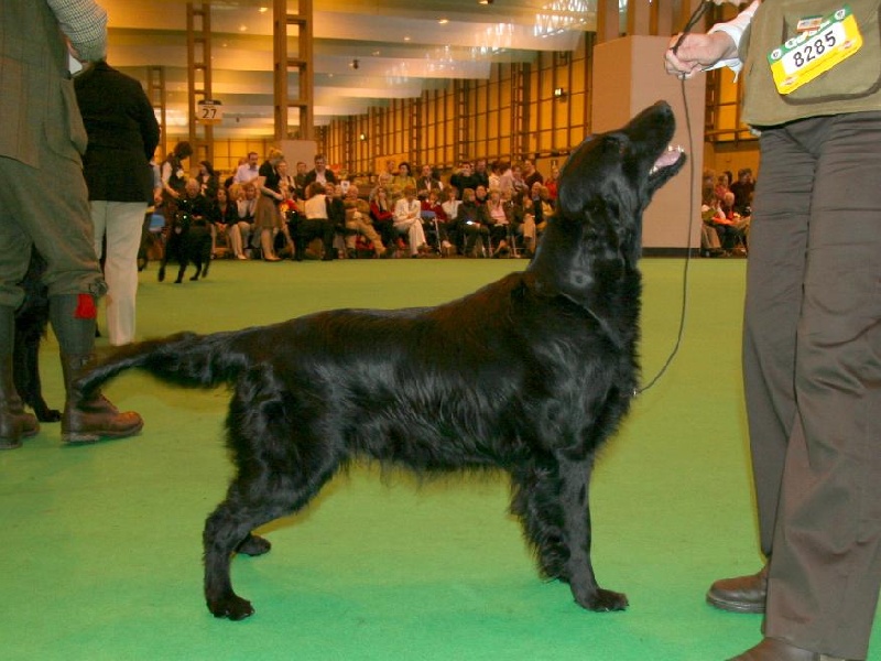 Publication : Dark devotion Auteur : Dark Devotion