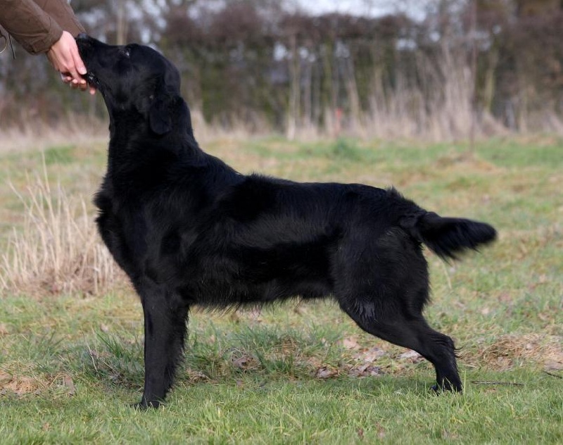 Publication : Dark devotion Auteur : Dark Devotion