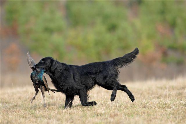 Publication : Dark devotion Auteur : Dark Devotion