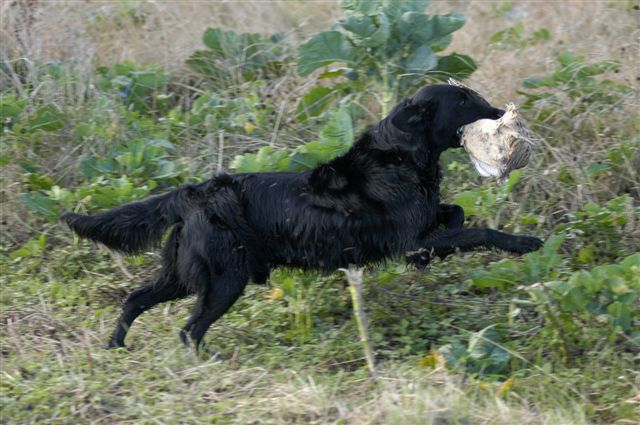 Publication : Dark devotion Auteur : Dark Devotion