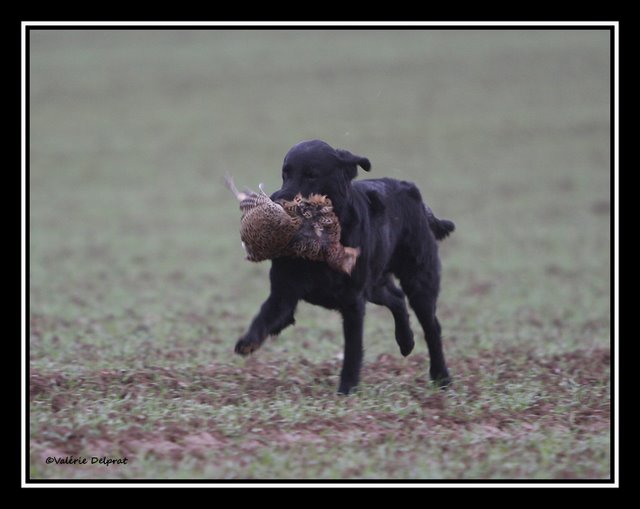 Publication : Dark devotion Auteur : Dark Devotion